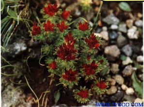 植物提取物紅景天提取物供應信息精選