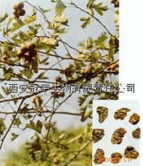 探索長安縣植物提取物 比例提取物與天然香料的魅力
