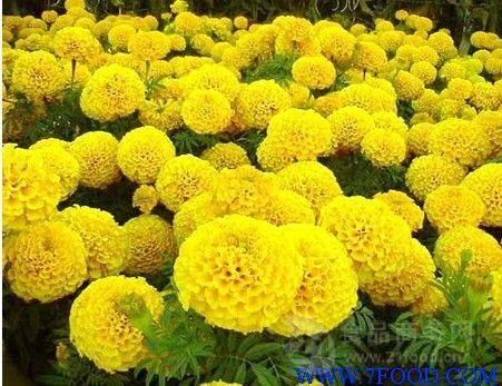 葉黃素10萬壽菊提取物源頭工廠 優質植物提取物的價格與市場價值解析